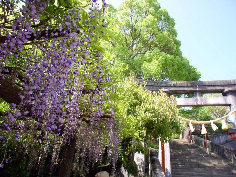 ⛩️ 이치조 신사(一條神社) 이미지 5